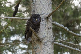 Ural owl (Strix uralensis), melanistic, owl, on branch, Koroska, Slovenia