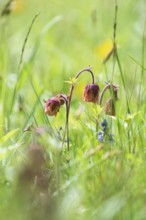 Photo of the brook carnation (Geum rivale), Toblach, Höhlensteintal, South Tyrol, Italy
