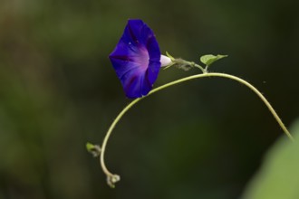 Funnel bindweed (Ipomoea purpurea) flower, Sieversen, Rosengarten, Lower Saxony, Germany