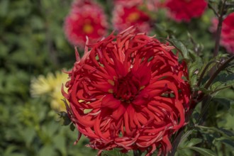 Dahlia, red, Münsterland, North Rhine-Westphalia, Germany