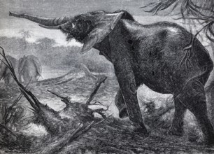 African elephant (Loxodonta africana), historical book illustration, lithograph