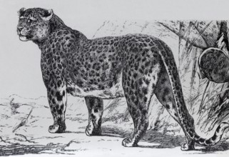 Leopard (Panthera pardua), historical book illustration, wood engraving