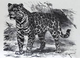 Jaguar (Panthera onca), historical book illustration, wood engraving