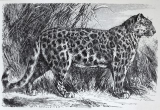 Snow leopard, Irbis, ounce (Panthera uncia), historical book illustration, wood engraving,