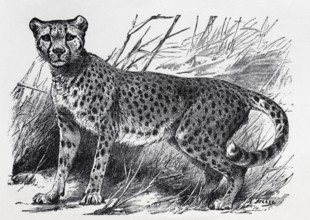 Cheetah (Felis jubata), historical book illustration, wood engraving