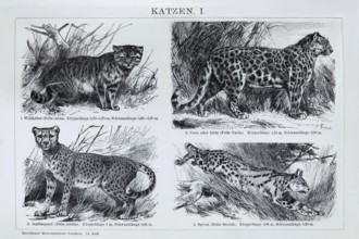 Picture plate cat species, wild cat (Felis silvestris), jaguar (Panthera onca), serval (Leptailurus