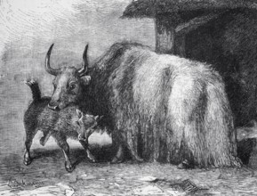 Yak (Bos mutus), historical book illustration