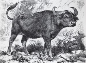 Cape buffalo (Syncerus caffer), historical book illustration, Brockhaus, Konversations-Lexikon from