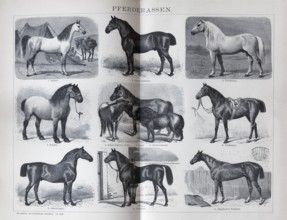 Illustration of horse breeds, Arabian, Anglo-Norman, Percheron, Yorkshire, Oldenburg, Trakehner,