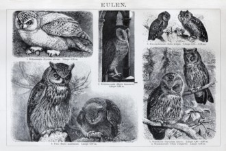 Picture plate owls (Strigiformes), snowy owl, barn owl, eagle owl, tawny owl, historical book