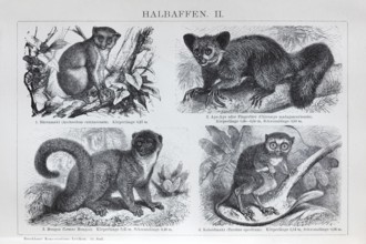 Half-monkeys, bear lemur (Arctocebus calabarensis), aye-aye (Chiromys madagascariensis), mongoose