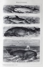 Plate Cetaceans, narwhal (Monodon monoceros), dolphin (Delphinus delphis), fin whale (Balaenoptera