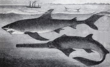 Blue shark (Carcharias glaucus) and sawfish (Pristis antiquorum), historical book illustration,