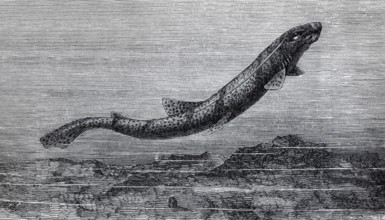 Cat shark (Scyllium catulus), historical book illustration, wood engraving