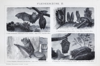 Plate Bats (Microchiroptera), historical book illustration, wood engraving, Brockhaus