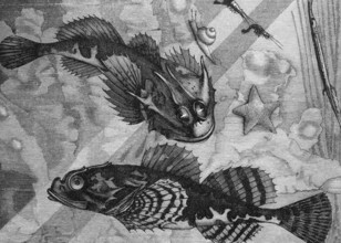 Sea scorpions (Cottus bubalis, Cottus scorpius), historical book illustration, wood engraving