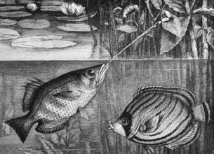 Archerfish or splashfish (Toxotes jaculator) and Meyer's butterflyfish (Chaetodon meyeri),
