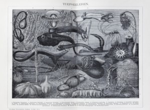 Plate of fantastic deep-sea creatures, historical book illustration, wood engraving