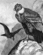 Andean condor (Vultur gryphus), historical book illustration