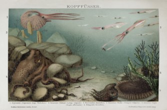 Colour plate cephalopods (Cephalopoda), argonauta, squid, octopus, historical book illustration,