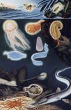 Plate of luminous marine animals, luminous fish and jellyfish with biofluorescence, historical book