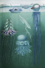 Image plate Swimming polyps (siphonophores), Stephalia corona, Hula Skirt Siphonophore pelagica,