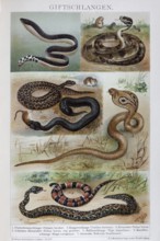 Plate of venomous snakes, spectacled snake (Naja naja), rattlesnake (Crotalus), black viper (Vipera