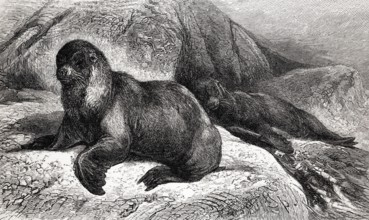South American sea lion (Otaria jubata), historical illustration
