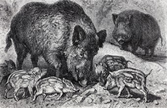 Wild boar with young boars (Sus scrofa), historical I-book illustration