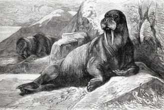 Walrus (Odobenus rosmarus), historical book illustration