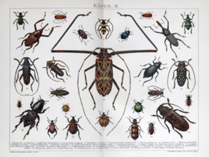 Double page beetle species, longhorn beetle (Acrocinus longimanus), historical book illustration,