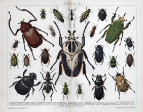 Double page with beetle species, Goliath beetle (Goliathus), historical book illustration, colour