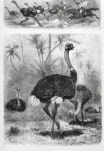 Common ostrich (Struthio camelus), historical book illustration