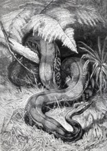 Abgott snake (boa constrictor), historical book illustration, wood engraving