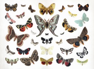 Colour plate butterflies, different species, Hyerchiria Io, Actia Isabelae, purple bear (Diacrisia