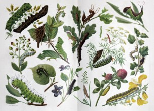 Plate Caterpillars, different species, historical book illustration, colour lithograph