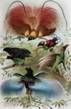 Plate Birds of Paradise, Paradisea rubra, Lophorina superba, Schlegelia Wilsoni, Semioptera