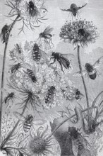 Types of flies, historical book illustration, wood engraving