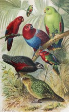 Plate parrots, Dasyptilus Pesquetii, noble parrot (Electus polychloros), red lorikeet (Eos bornea),
