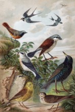 Plate of Central European songbirds, swallow, redstart, yellowhammer, lark, starling, historical