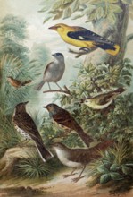 Plate of Central European songbirds, oriole, reed warbler, tree pipit, nightingale, historical book
