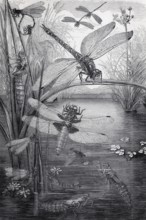 Plate with dragonfly species, meadow dragonfly (Libellula pratensis), flat-bellied dragonfly