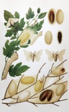 Plate silk moth or mulberry moth (Bombyx mori), male, female, caterpillar, cocoon, pupa, historical