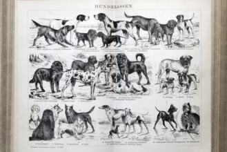 Double page with dog breeds, Great Dane, Newfoundland, St Bernard, Setter, Pinscher, historical