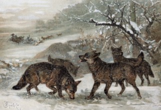 Wolf (Canis lupus), pack of wolves in the snow, historical book illustration, colour lithograph