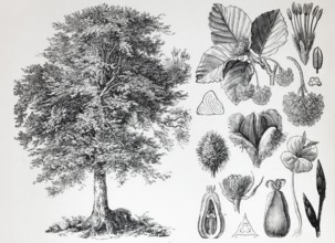 European beech (Fagus siilvatica), tree and beechnuts, historical book illustration, wood engraving