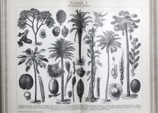 Plate of palm trees (monocotyledons, spadiciflores), historical book illustration, wood engraving