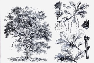 English oak (Quercus pedunculata), tree and fruit, historical book illustration, wood engraving