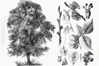 Mountain elm (Ulmus montana), tree, leaves, buds, historical book illustration, wood engraving