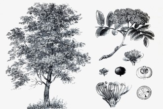 Mountain ash (Sorbus aucuparia), tree and blossoms, historical book illustration, wood engraving